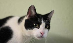 Domestic Short Hair - Outdoor Cats - Medium - Adult - Male - Cat
We have a lot of cats available who have been raised as indoor/outdoor cats and would be happy to remain in a similar environment. They range in age from 2 to around 12 years. All different