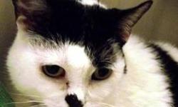 Domestic Short Hair - Patch - Medium - Adult - Female - Cat
Her name is Patch and she is dressed in a white fur coat with patches of black. She was brought into Lollypop Farm because her owner moved. Patch is really one friendly and outgoing crazy gal who