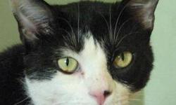 Domestic Short Hair - Patches - Small - Young - Male - Cat
What a handsome boy Patches is! We all love this sweet guy and know that if you spend some time with him, you will too! Patches came to us after he was found wandering around downtown Ithaca. As