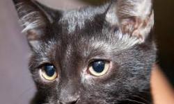 Domestic Short Hair - Paws - Small - Baby - Male - Cat
Paws is our 10 week old domestic short hair mix..... Stop by the shelter and spend time with him to see if he is the right match for you.
Paws will thrive in his forever home and be your faithful