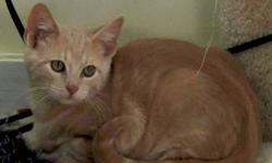 Domestic Short Hair - Peanut Butter - Medium - Young - Male
Peanut Butter is an extremely affectionate young male cat. He is buff in color with faint orange striping - a very handsome guy! He is neutered and up to date on his vaccinations. He was found