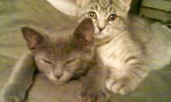 Domestic Short Hair - Pennys Kittens - Medium - Baby - Female
These adorable 13 week old kittens are playful, affectionate and just the cutest watching them run and chase and play with each other. They are up to date with their shots, blood tested