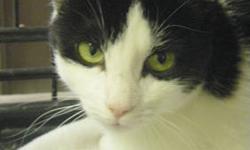 Domestic Short Hair - Pepita - Medium - Baby - Female - Cat
Pepita and Paco are playful but quiet, they'd do well in a home with other cats or friendly dogs. They've been raised with a large dog who they share a bed with. Paco and Pepita would be a great