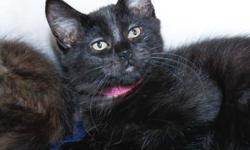 Domestic Short Hair - Pingpong - Small - Baby - Female - Cat
Pingpong is a beautiful kitten in a soft black fur coat. She was brought to Lollypop Farm along with her littermates because there were too many abandoned to care for. All of Pingpong's