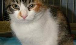 Domestic Short Hair - Pinky - Medium - Baby - Female - Cat
Hi, my name is Pinky! I'm a very pretty, 2 1/2 month old, spayed female, calico kitten. I'm sweet and affectionate and I like to cuddle with my sister The Brain--come visit us soon!