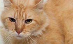 Domestic Short Hair - Pinocchio - Medium - Adult - Male - Cat
Adoption Process: HAHS has an adoption application that you can fill out if you are interested in one of our animals. Once we receive the application we review and contact veterinary and