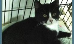 Domestic Short Hair - Playboy - Medium - Young - Male - Cat
Will be available 4/19/13
To meet this cat, please fill out an application online  or you may come in and fill one out in person. The approval process takes less than fifteen minutes if all your