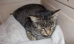 Domestic Short Hair - Porch Cat - Small - Adult - Female - Cat
This young adult female cat was found at large in the cold. She is not yet spayed but will be prior to adoption. She tested negative for feline leukemia and FIV and is current on vaccinations.