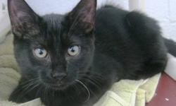 Domestic Short Hair - Pounce - Medium - Adult - Female - Cat
Pounce is a 6 year old female with a black fur coat. She's shy, but opens up to be a very friendly cat. Pounce needs to find a great home.
CHARACTERISTICS:
Breed: Domestic Short Hair
Size: