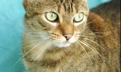 Domestic Short Hair - Precious - Medium - Young - Female - Cat
Precious was discovered trying to survive on her own behind a mechanic's garage. She was surrendered to Pets Alive by the woman who found her and knew she deserved better. Scared and cautious,