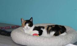 Domestic Short Hair - Precious - Medium - Young - Female - Cat
Precious was discovered trying to survive on her own behind a mechanic's garage. She was surrendered to Pets Alive by the woman who found her and knew she deserved better. Scared and cautious,
