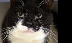 Domestic Short Hair - Prince Charming - Medium - Young - Male
1. What You Need in Order to Adopt
Thank you for considering adopting a companion animal from the ASPCA! Now that you feel you are ready to adopt, we want to find the right match for you. You