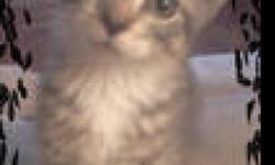 Domestic Short Hair - Princess - Medium - Baby - Female - Cat
Eclipse, Princess, Diva and Chewy were recently on the at risk list. They are adorable kittens born around 5/5/12! Diva lives up to her name and is a true feline diva. She loves to play and is