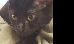 Domestic Short Hair - Priscilla - Medium - Adult - Female - Cat
Priscilla is quite the diva and lives up to her name. She can be a sweetheart one minute and then the exact opposite, like I said diva. She gets along with the other cats in the cattery and