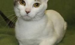 Domestic Short Hair - Promise - Small - Young - Female - Cat
For more information and adoption applications (which must be completed to arrange a meeting) visit Rescued Treasures Pet Adoptions Home Page  . Before applying for this cat/kitten, please think