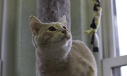 Domestic Short Hair - Quigley - Medium - Baby - Male - Cat
CHARACTERISTICS:
Breed: Domestic Short Hair
Size: Medium
Petfinder ID: 24521377
CONTACT:
Finger Lakes SPCA of Central New York | Auburn, NY | 315-253-5841
For additional information, reply to this