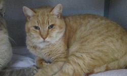Domestic Short Hair - Ralphie - Large - Adult - Male - Cat
Hey, my name is Ralphie. I love everyone I meet, and I love to cuddle and purr. I enjoy a good lap and a good cuddle. I love to snack and I get along well with everyone I meet. I am neutered and