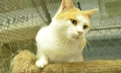 Domestic Short Hair - Ralphie - Small - Adult - Male - Cat
Ralphie is an adult neutered male, white & buff tiger. He came to the shelter on 12/22/12. *He prefers a quiet home with no small children.
CHARACTERISTICS:
Breed: Domestic Short Hair
Size: Small