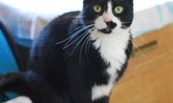Domestic Short Hair - Reena - Medium - Adult - Female - Cat
I am Reena. Currently I am sort of sad as I, and my friend Stitts, just lost our home where we were for most of our lives (I was born in Feb. of 2006). Our people moved and couldn't take us with
