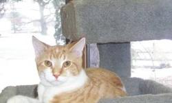 Domestic Short Hair - Riley - Medium - Baby - Female - Cat
Adoption Process: HAHS has an adoption application that you can fill out if you are interested in one of our animals. Once we receive the application we review and contact veterinary and personal