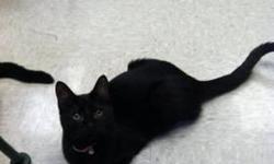 Domestic Short Hair - Riley - Medium - Young - Female - Cat
My name is Riley and I was born here in April 2012. My sister, Ramona, is also still here...we've been roomies all our life. The shelter people don't understand why we are still here and havn't