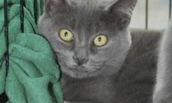 Domestic Short Hair - Rocco - Small - Baby - Male - Cat
Hi Everyone! My name is Rocco and I am only 6 months old (as of 11/1/12. If you are looking for an outgoing, sweet, playful kitten who LOVES people and dogs then I am your guy. One day while trying