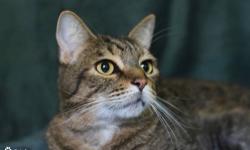 Domestic Short Hair - Roger - Large - Adult - Male - Cat
Hi, My name is Roger, and I'm a really great guy. Life has been kind of rough on me, being homeless and all, so I thought I would pick a new place to live. I showed up at someone's back door, but