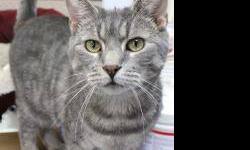 Domestic Short Hair - Roger - Medium - Young - Male - Cat
This adorable, social and playful silver tabby is named Roger. He was rescued outdoors but we think you'll agree that he belongs in a home! This 2 year old kitty should do well with almost any
