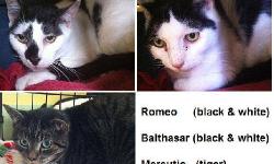 Domestic Short Hair - Romeo, Mercutio & Baltasar - Medium
These cats (along with 3 others on this site) lost their home when their owner was put in long term hospitalization. All are spayed/neutered and up to date on vaccinations. They are a bit