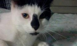 Domestic Short Hair - Ron Fostered - Medium - Young - Male - Cat
RON DOMESTIC SHORT HAIR WHITE & BLACK ARRIVED 08/03/12 @3.3 LBS @ THREE-MONTHS-OLD MALE Ron is a wonderful kitten that was a stray that was found abandoned in a trailer with his sister