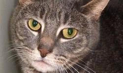 Domestic Short Hair - Ronnie - Medium - Adult - Male - Cat
I am a friendly boy who came to the shelter as a stray. I like to be petted and have attention, and am a clean kitty. Please stop by the shelter and see how handsome I am in person. I would make a
