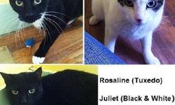 Domestic Short Hair - Rosaline, Tybalt & Julliet - Medium
These cats (along with 3 others on this site) lost their home when their owner was put in long term hospitalization. All are spayed/neutered and up to date on vaccinations. They are a bit