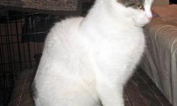 Domestic Short Hair - Roxy - Medium - Adult - Female - Cat
Young female, white with black. Roxy was rescued from a shelter in summer, 2011. She was weak and emaciated, but trying her best to keep her four newborns alive. Roxy's babies didn't make it, but