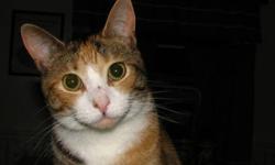 Domestic Short Hair - Sabriah - Medium - Adult - Female - Cat
Sabriah is a young adult, about 2 years old. She is friendly, spayed, and gets along with other cats. She is new to one of our colonies, and is doing very well in there. She is loving the extra