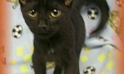 Domestic Short Hair - Sabrina - Medium - Young - Female - Cat
Adoption Process: HAHS has an adoption application that you can fill out if you are interested in one of our animals. Once we receive the application we review and contact veterinary and