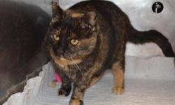 Domestic Short Hair - Sally - Large - Adult - Female - Cat
CHARACTERISTICS:
Breed: Domestic Short Hair
Size: Large
Petfinder ID: 24801157
CONTACT:
Elmira Animal Shelter | Elmira, NY | 607-737-5767
For additional information, reply to this ad or see: