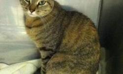 Domestic Short Hair - Samantha - Small - Adult - Female - Cat
Samantha is a 1 year old female, brown tabby w/white. very social with humans and other kitties. She loves to play and carry on very important conversations with everyone that will listen!