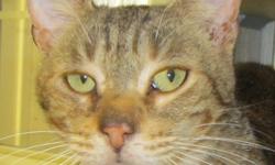 Domestic Short Hair - Sandy - Medium - Adult - Female - Cat
I am a big friendly girl who came to the shelter as a stray. I like to be petted and have attention. I am a clean kitty who gets along with other cats, I am very laid back and easy going. Please