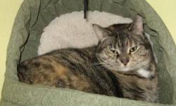 Domestic Short Hair - Sandy - Medium - Adult - Female - Cat
Sandy is a young, energetic girl who would love to spend her days playing with toys throughout your home. Sandy has been here since she was a tiny, shy little kitten. Now at the age of 4, she has