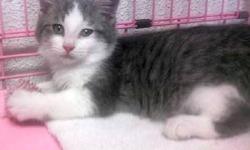 Domestic Short Hair - Sandy - Medium - Baby - Male - Cat
Little Sandy was found in Claverack, NY, on the day of the hurricane. He's about 12 weeks old, and is an adorable loving kitten. Very playfull and full of energy. See this kitty and others at