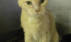 Domestic Short Hair - Sandy - Medium - Young - Female - Cat
My name is Sandy and my sister is Irene. We were the storm kittens, and let me tell you, we are aptly named! We have been at the shelter since we were tiny kittens. When the two us get out to
