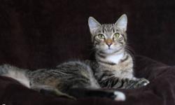 Domestic Short Hair - Sasha - Large - Adult - Female - Cat
Sasha is a loving 1 year old female
CHARACTERISTICS:
Breed: Domestic Short Hair
Size: Large
Petfinder ID: 24545602
ADDITIONAL INFO:
Pet has been spayed/neutered
CONTACT:
Hi-Tor Animal Care Center
