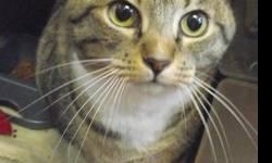 Domestic Short Hair - Sassy - Large - Adult - Female - Cat
Sassy is a 3-4 year old, short hair Tabby & white colored cat that was surrendered to us by her owner because they were going to be traveling too much to take care of her any longer. She arrived