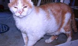 Domestic Short Hair - Scooter - Large - Adult - Male - Cat
*COURTESY POSTING* Please contact Cheryl at 585-581-0216 for more info. Scooter likes a nice peaceful loving atmosphere. He is very happy just lying around in a comfy room all day. He loves