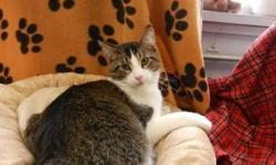 Domestic Short Hair - Scooter - Large - Adult - Male - Cat
CHARACTERISTICS:
Breed: Domestic Short Hair
Size: Large
Petfinder ID: 25244761
ADDITIONAL INFO:
Pet has been spayed/neutered
CONTACT:
Elmira Animal Shelter | Elmira, NY | 607-737-5767
For