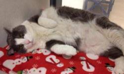 Domestic Short Hair - Scooter - Large - Senior - Male - Cat
Hi! My name is Scooter and I am the big boy in the gray and white fur coat. I am here at the shelter because my previous owner moved and could not take me along. So, I am looking for a new home