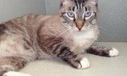 Domestic Short Hair - Scruffy - Large - Adult - Male - Cat
Scruffy: He is about two years old. He is a clown and loves to eat. He is very playful and looking for attention all the time. Very active and fun. Please call Joan at 718 671-1695 for more