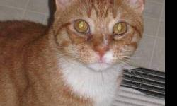 Domestic Short Hair - Senator - Large - Adult - Male - Cat
This poor guy has had a rough time out on the streets, and is ready for a loving home. He's a very gentle, mellow guy despite his rugged appernce, and gets along with other cats. See this kitty