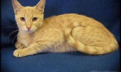 Domestic Short Hair - Shaker (cat) - Medium - Young - Male - Cat
My name is Shaker and I came to the shelter as a stray in August 2012. I am an 8 month old neutered male. There's a story behind my name...the reason I was brought to the shelter was because
