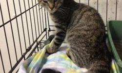 Domestic Short Hair - Shaker - Medium - Young - Male - Cat
My name is Shaker and I came to the shelter as a stray in August 2012. I am an 8 month old neutered male. There's a story behind my name...the reason I was brought to the shelter was because a dog